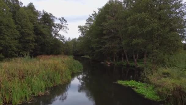 Vue Sur Une Petite Rivière Sauvage Barrage Dans Centre Pologne — Video