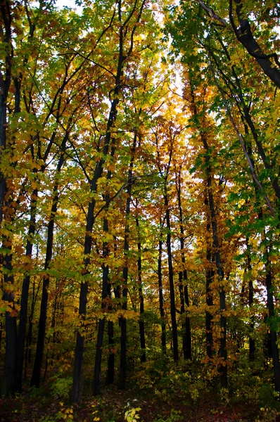 Погода Осеннего Сезона Желтый Осенний Лист Естественном Фоне Осенняя Природа — стоковое фото