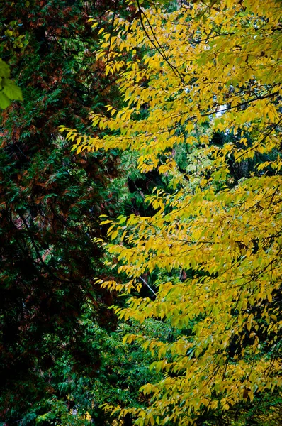 天然の背景に黄色の紅葉 秋の自然 黄色の葉を持つ木の枝 季節の木々を背景に 自然の美しさ 秋の天候 — ストック写真