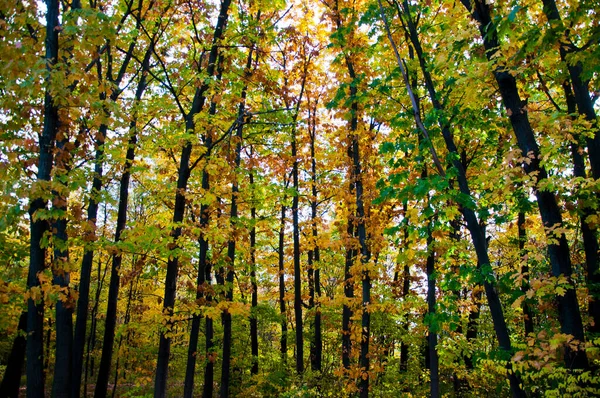 Природная Красота Погода Осеннего Сезона Желтый Осенний Лист Естественном Фоне — стоковое фото