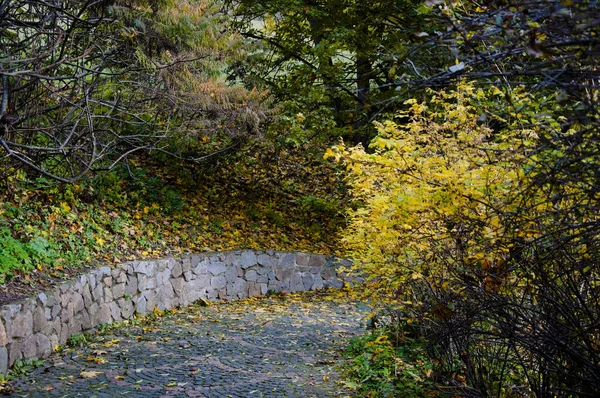Осенняя Дорога Парке Деревьями Желтыми Листьями — стоковое фото