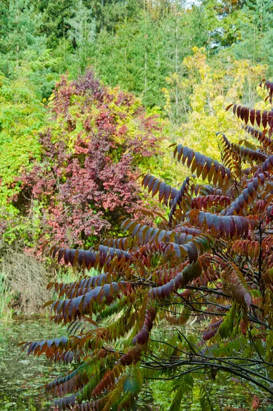Осенью Листья Разного Цвета Естественном Фоне — стоковое фото
