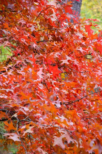 Фон Осенней Природы Листья Дуба Красного Цвета — стоковое фото