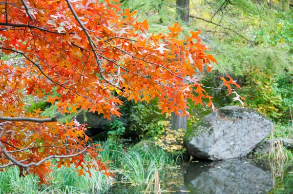 Дубовые Листья Оранжевого Цвета Ветки Деревьев Осенью Реке Озере Пространство — стоковое фото