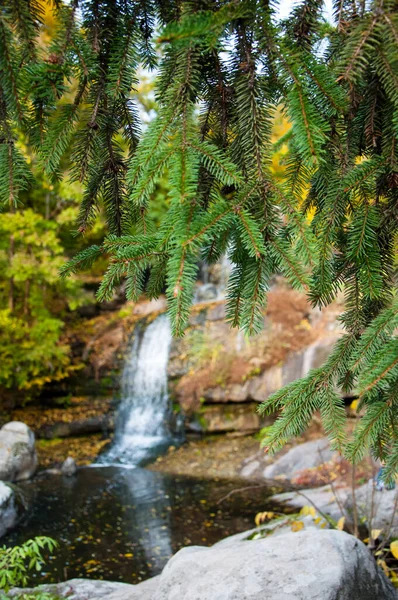 モミの木の枝 コピースペースと集中滝の景色 — ストック写真