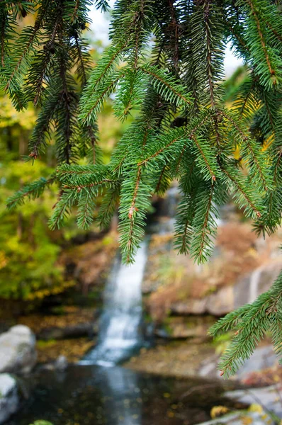 滝の上のモミの木の枝背景がぼやけている コピースペース — ストック写真