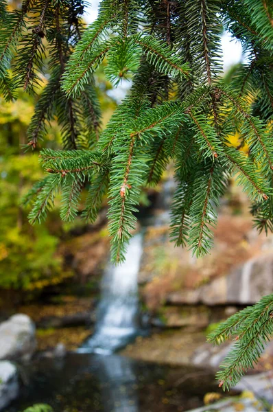 Dennenboom Tak Natuurlijke Wazige Achtergrond Kopieer Ruimte — Stockfoto