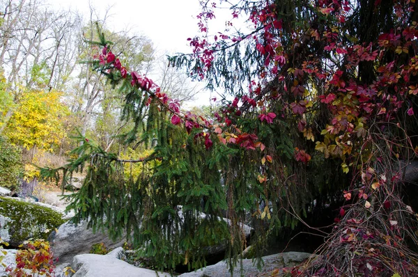 Красные Листья Дикого Винограда Растения Зеленой Елке Ветви Осенняя Природа — стоковое фото
