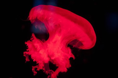 Aqua doğa geçmişi. Neon ve floresan karışımı. Kırmızı denizanası siyah arka planda izole edilmiş. Su altı yaşamı. Akvaryum deniz jölesi kıvrılır. Suda kıvranıyor.