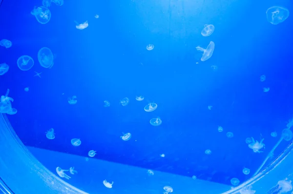 Blå Vatten Bakgrund Med Många Maneter Vatten — Stockfoto