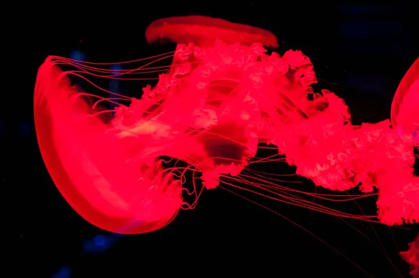Medusas Rojas Aisladas Sobre Fondo Negro Vida Bajo Agua Remolino —  Fotos de Stock
