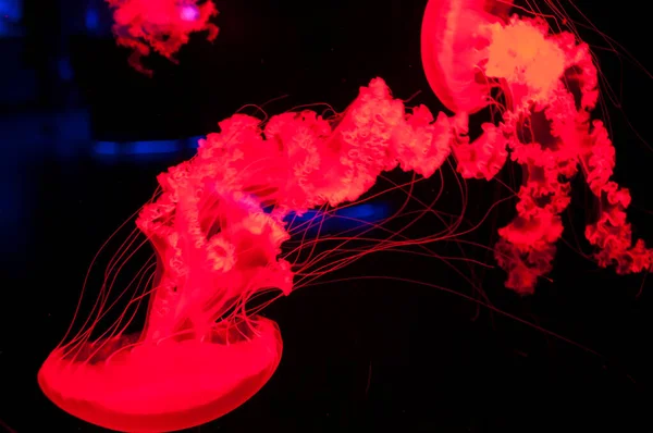 Medusas Rojas Aisladas Sobre Fondo Negro Bajo Agua —  Fotos de Stock