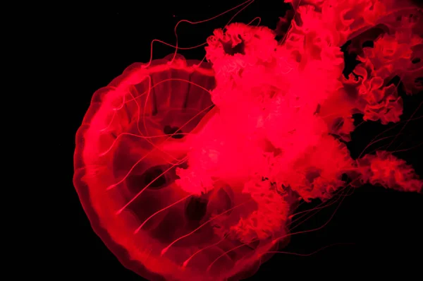 Röd Manet Isolerad Svart Bakgrund Medusa — Stockfoto