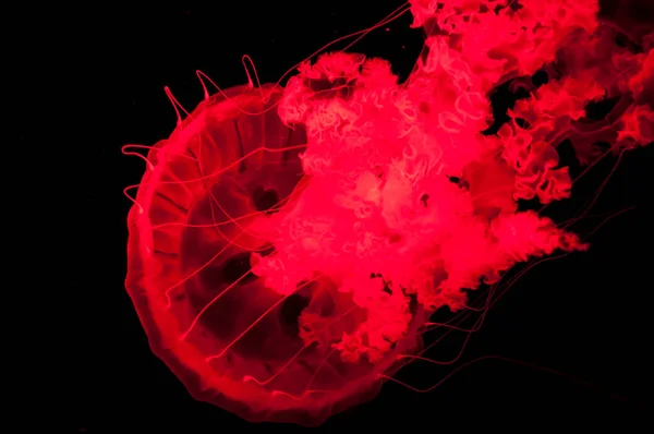 Red Jellyfish Isolated Black Background Sea — Stock Photo, Image