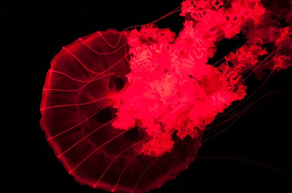 Neon Och Fluorescerande Medusa Röd Manet Isolerad Svart Bakgrund Undervattensliv — Stockfoto