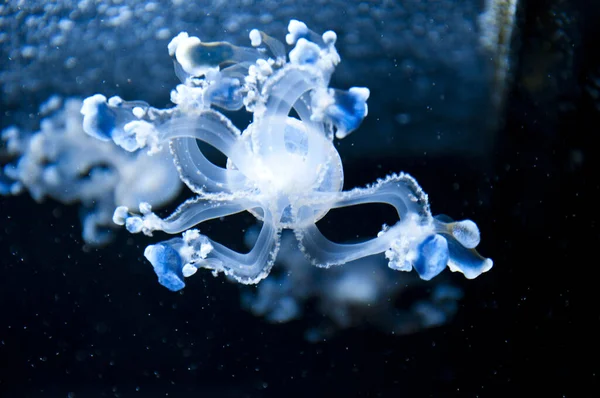 Pulpo Arremolinándose Agua Fondo Naturaleza Aqua Medusa Neón Fluorescente Medusas —  Fotos de Stock