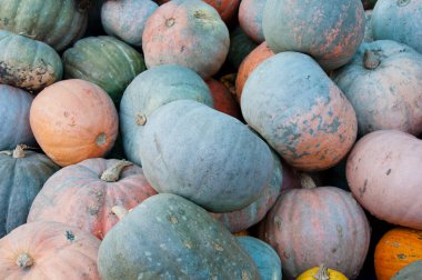 Kabak arkaplanı. Sonbahar hasadı. Cadılar bayramın kutlu olsun. kabak sebzesi..