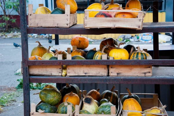 Groentemarkt Met Pompoen Achtergrond Herfst Oogst Fijne Halloween Kleurrijke Kalebasgroenten — Stockfoto