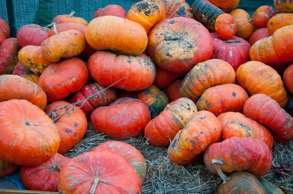 Pompoen Achtergrond Herfst Oogst Fijne Halloween Kleurrijke Kalebasgroenten — Stockfoto