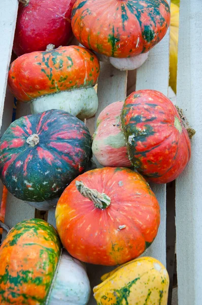 Pompoen Achtergrond Herfst Oogst Kleurrijke Kalebasgroenten Groentemarkt — Stockfoto