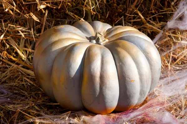 Boldog Halloweeni Tököt Halloween Őszi Nyaralás Koncepció — Stock Fotó