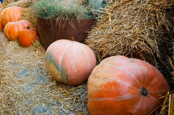 Calabaza Naranja Halloween Cerca Del Heno Cosecha Verduras Otoño Feliz —  Fotos de Stock