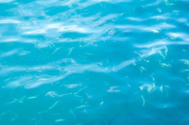 Balıklı deniz turkuazı suyu. Yaz tatili konsepti. su arkaplanı.