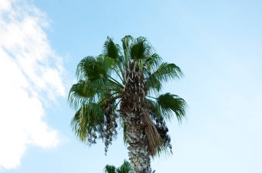 Arka planda bir palmiye ağacı. yaz tatili.