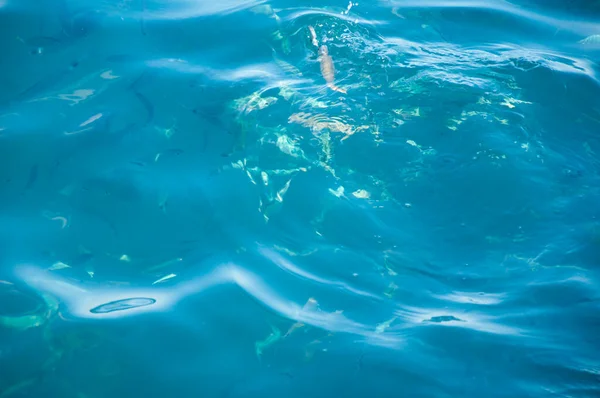 Agua Azul Marino Con Peces Concepto Vacaciones Verano Fondo Agua —  Fotos de Stock