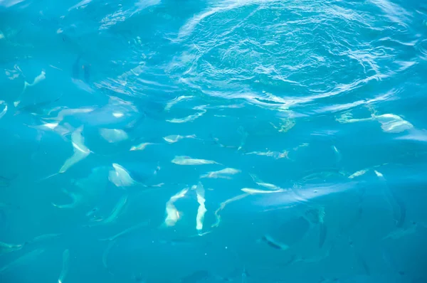 Mar Água Azul Com Peixes Conceito Férias Verão Pano Fundo — Fotografia de Stock
