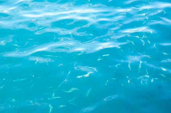 Agua Azul Océano Con Peces Vacaciones Verano Fondo Agua —  Fotos de Stock