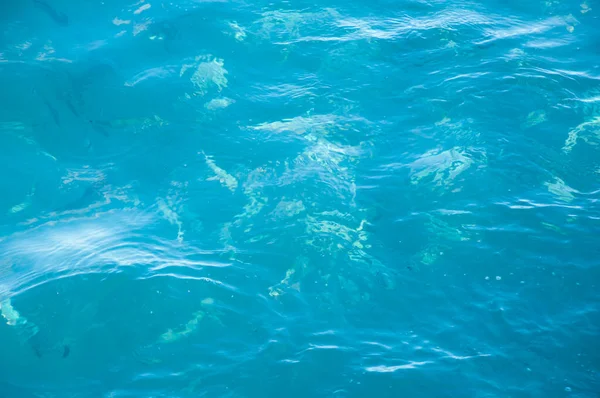 Agua Azul Marino Con Peces Miami Vacaciones Verano Fondo Agua —  Fotos de Stock