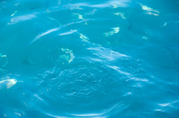Agua Azul Marino Con Peces Concepto Vacaciones Verano Fondo Aqua —  Fotos de Stock
