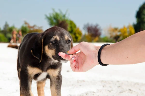 Bonito Pequeno Cão Preto Livre Verão Com Mão — Fotografia de Stock