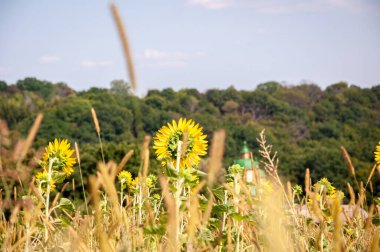 Dikenli bitki tarlasında ayçiçeği. seçici odak.