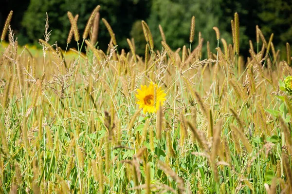 Sunflower Flower Field Spikelet Plants — Stock Photo, Image