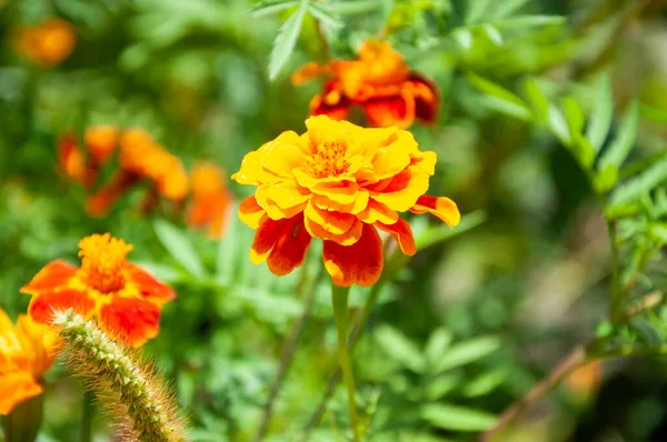 Chernobrivtsi Světlé Barvy Květiny Přirozeném Pozadí — Stock fotografie