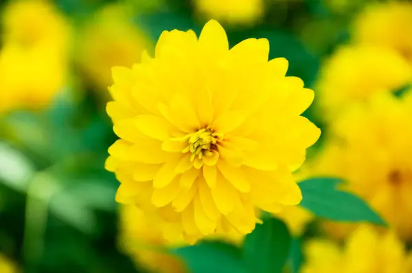 Flor Crisantemo Amarillo Sobre Fondo Natural Macro — Foto de Stock