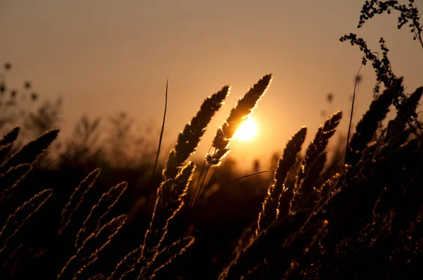 Spikelet Wheat Silhouette Sunset Sun Macro — Stock Photo, Image