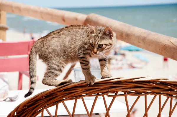 Divertente Gatto Animale Domestico Divertirsi All Aperto — Foto Stock