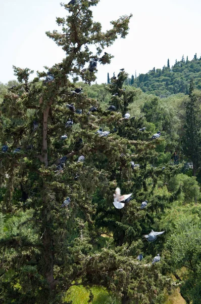 Pigeons Sitting Evergreen Conifer Cypress Tree Natural Mountainous Landscape — стоковое фото