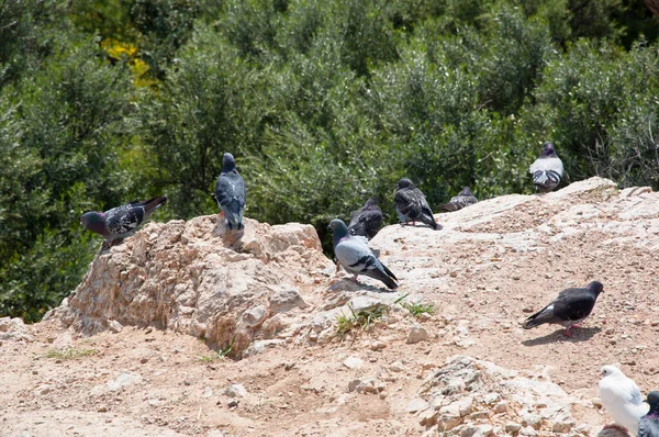Pigeons Birds Mountainous Stony Ground Nature — ストック写真