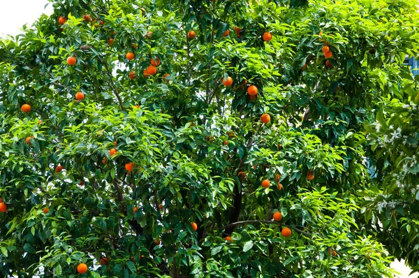 Oranges Fruits Ripening Orange Tree Natural Background — Stock Fotó