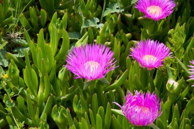 Çiçek açan Karkalla mı yoksa sulu yapraklı domuz suratlı çiçekler mi.