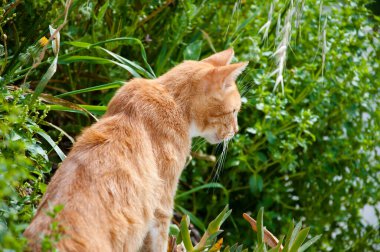 Evcil, soysuz, kızıl kedicik yeşil çimlerde oturuyor..