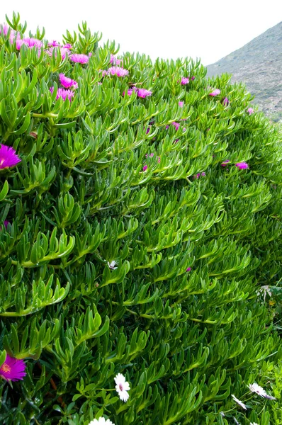 Çiçek Açan Karkalla Domuz Suratlı Çiçek Çalısı Sulu Yapraklar Doğal — Stok fotoğraf