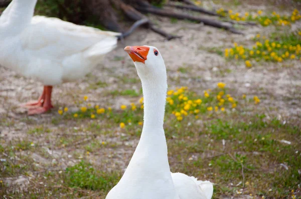 White Domestic Goose Duck Bird Poultry Farm — Stock Photo, Image
