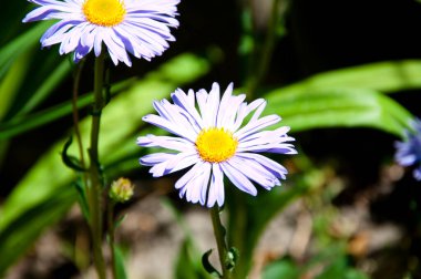 Bahar çayırlarında çiçek açan beyaz marguerite çiçekleri..