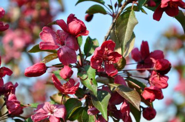 Sakura Japon kiraz çiçeği baharda ağaç dalında.