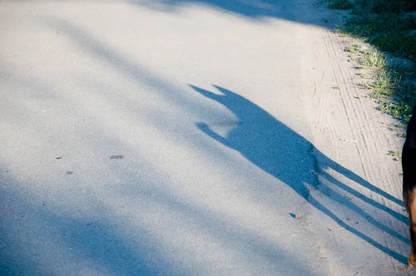 Grey mongrel dog shadow falling on asphalt road outdoors.
